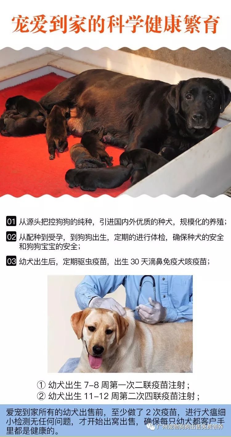 购买拉布拉多犬幼犬_买拉布拉多幼犬多少元_拉布拉多幼犬购买注意事项