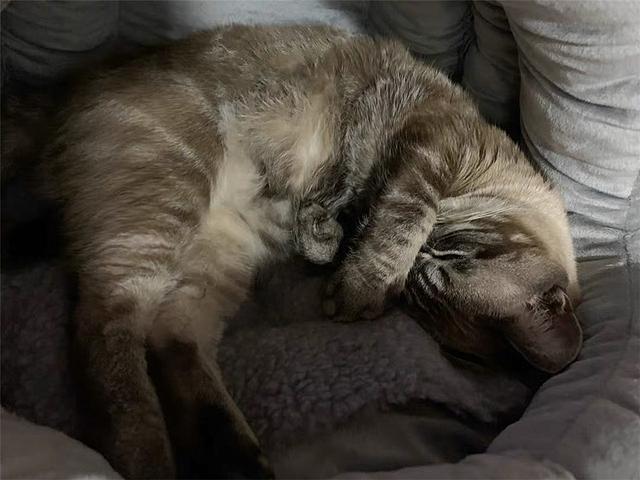 猫咪肛门腺怎么挤_挤猫咪的肛门腺_猫咪挤肛门腺视频教程